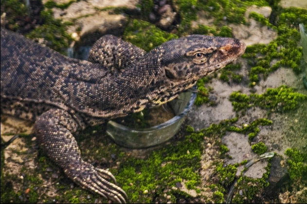 Kỳ đà hoa được phát hiện ở Lào Cai là loài cực quý hiếm