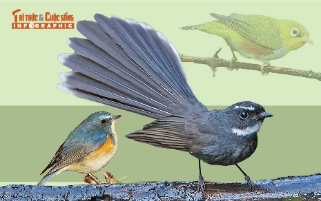 [INFOGRAPHIC]: 8 loài chim quý hiếm mới phát hiện ở Pù Huống