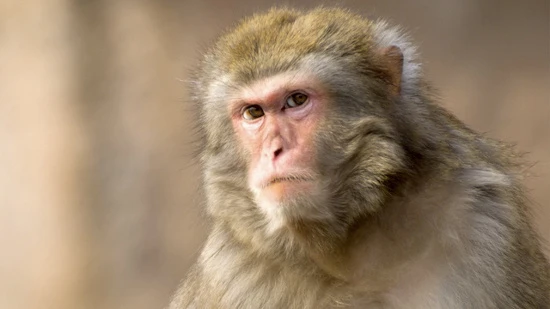 Kinh ngạc những loài động vật sống ở nơi không ai ngờ tới