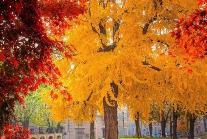 Sân trồng 3 cây 'cổ vật sống', nhà thịnh vượng ba đời