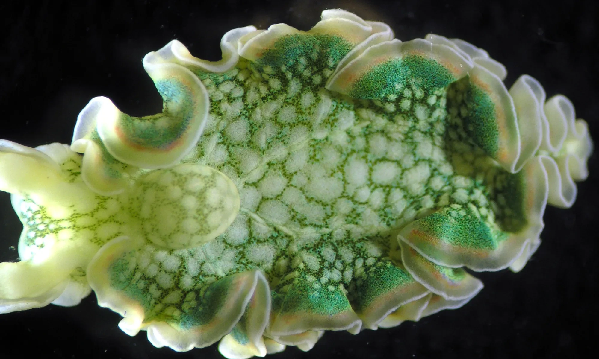 Loài động vật duy nhất trên Trái đất có thể “ăn ánh sáng Mặt trời”