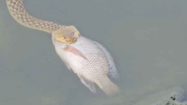 Đang đi dạo, sốc nặng thấy “quái thú” làm chuyện kinh hoàng 