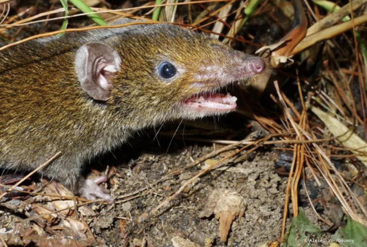 Việt Nam phát hiện loài vật cực quý, được ví "họ hàng" ma cà rồng