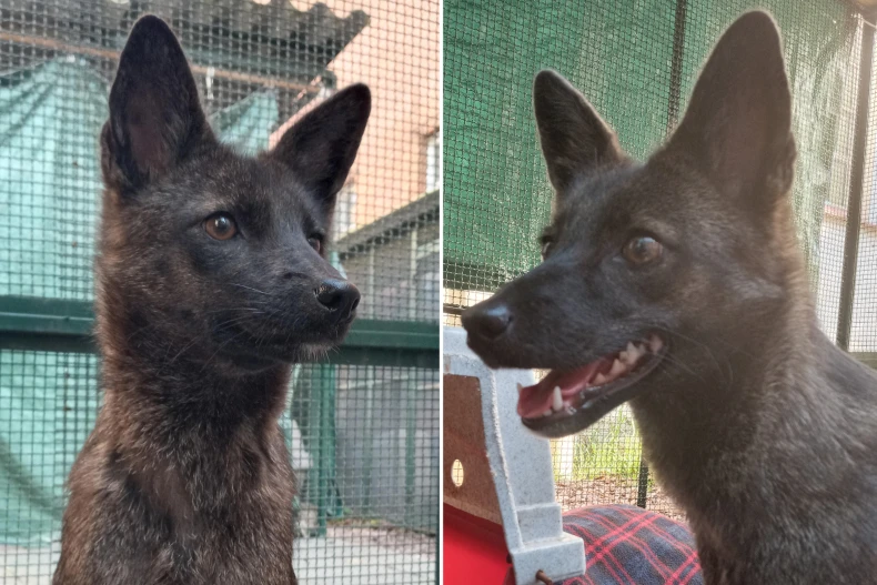 Chiêm ngưỡng chó lai cáo đầu tiên trên thế giới, đẹp như “thần thú”