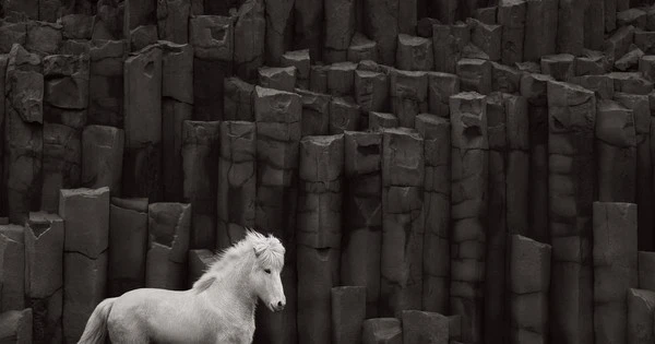 Tận mục giống ngựa đặc biệt độc nhất vô nhị trên Trái đất