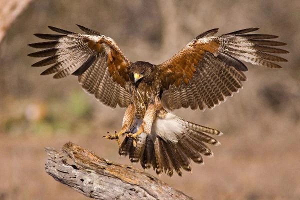 Loài chim tí hon khiến “chiến thần” diều hâu phải cúi đầu e sợ 