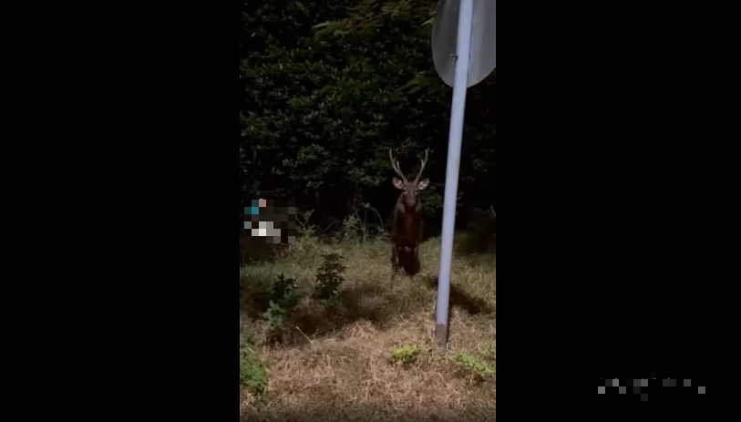 Nai lạ xuất hiện ở Cần Giờ đêm trăng sáng... như "thần thú" phương Đông