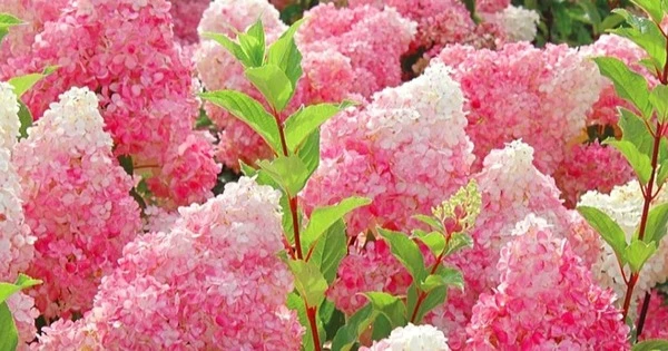 Cây cảnh hút điềm lành, hấp dẫn như cây kem dâu khổng lồ