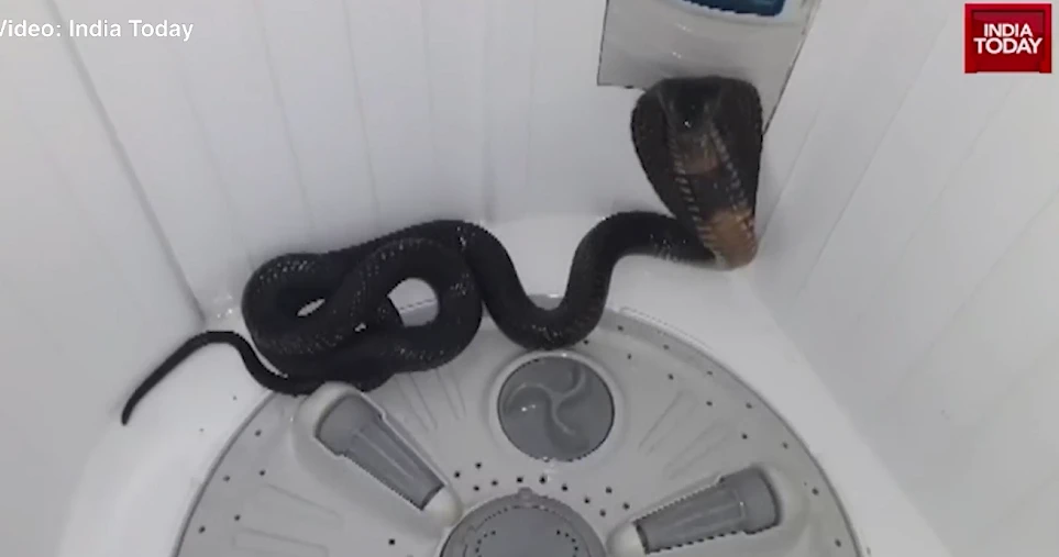 Thất kinh 'quái thú' lẩn trong máy giặt 'dọa' chủ nhà