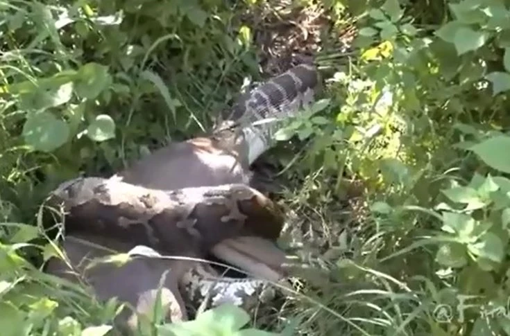 Trăn gấm khổng lồ nuốt chửng con mồi và cái kết... lãng xẹt 