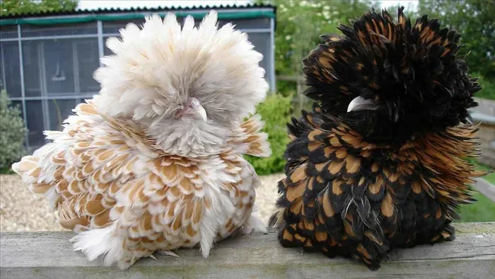 Loài gà đẹp nhất thế giới có bờm sư tử: Việt Nam đang nuôi nhiều!