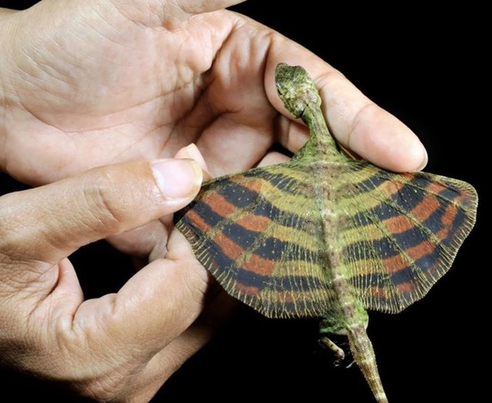 Kinh ngạc top sinh vật kỳ dị “ngoài hành tinh” tồn tại trên Trái Đất