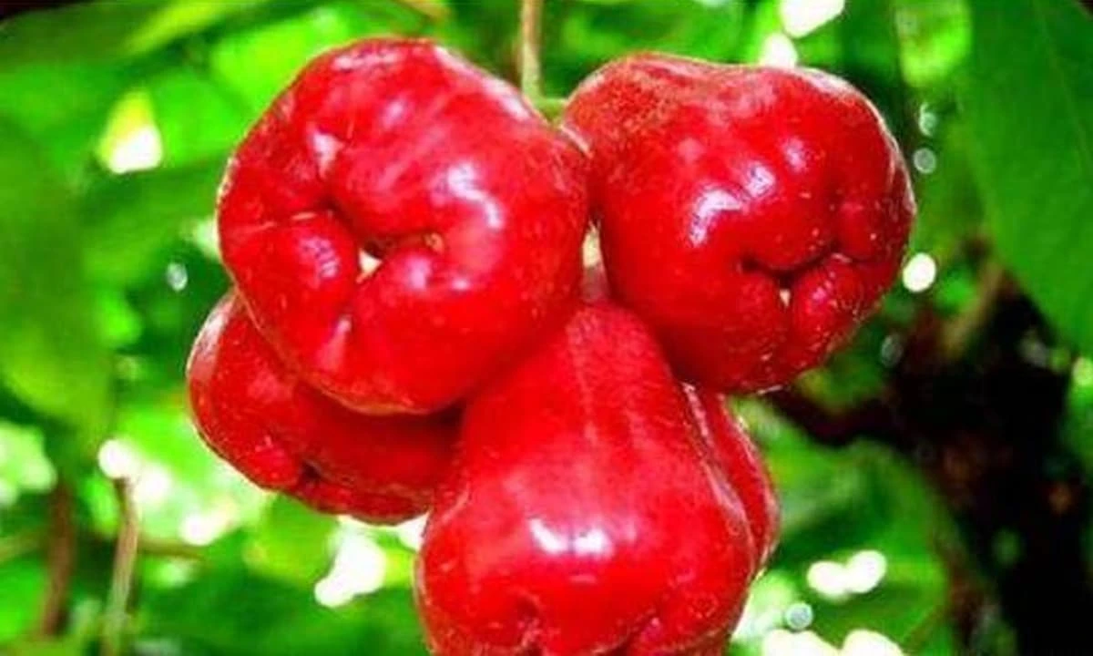 'Quả hoàng đế' giúp bảo vệ dạ dày, làm dịu thần kinh, đẹp da