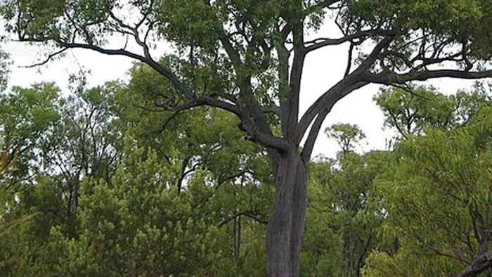 “Mắt chữ A miệng chữ O” với loài cây mọc ra... vàng thật