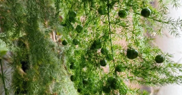 Trong nhà có cây may mắn, gia đình nhiều đời phú quý, giàu sang