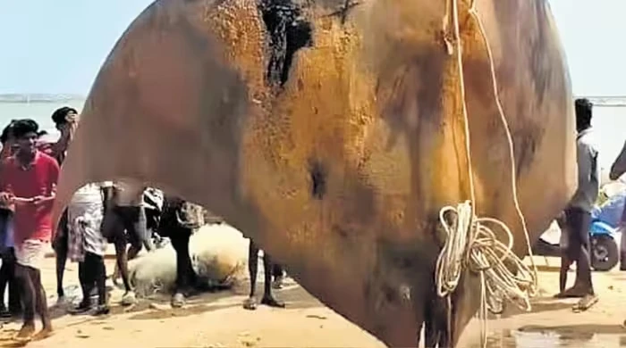 Bán “quái ngư” khủng hơn 1.000 kg, ngư dân khóc ròng vì gặp họa 