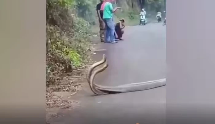 Đang đi bộ, sốc nặng thấy cặp đôi “quái thú" vần vũ giữa đường 