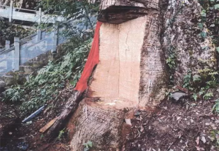 Ngắm loài cây 9.000 tỷ: Lá rụng không dám đốt còn mang về thờ! 