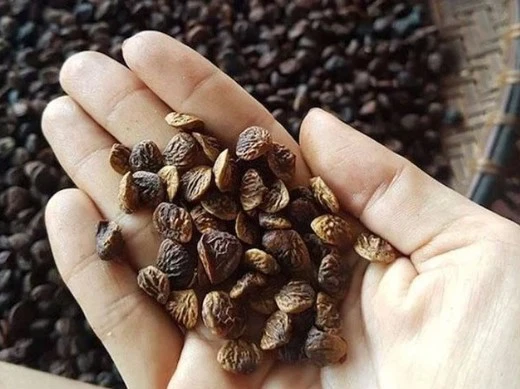 Loại hạt siêu đắt đỏ ở Việt Nam, đầu bếp 5 sao săn lùng