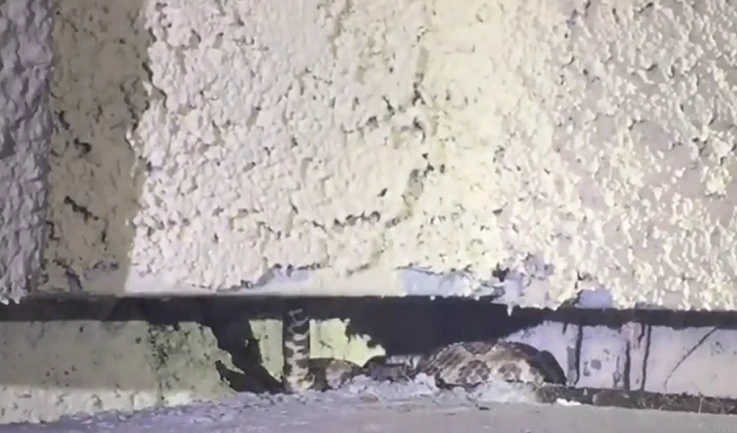 Lần theo tiếng nước chảy, phát hoảng khi đụng trúng “quái vật” sau nhà 