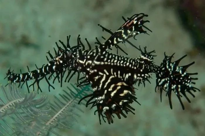 Loài cá bí ẩn nhất Việt Nam: Xuất hiện một lần, có trong Sách Đỏ!