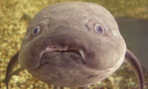 Loài cá đặc biệt không ăn uống vài năm vẫn sống khỏe