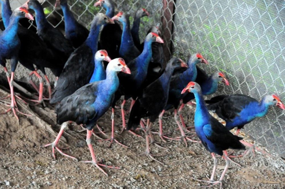 Loài chim “dữ tợn”, trông nhà điêu luyện như chó: Việt Nam có đầy!