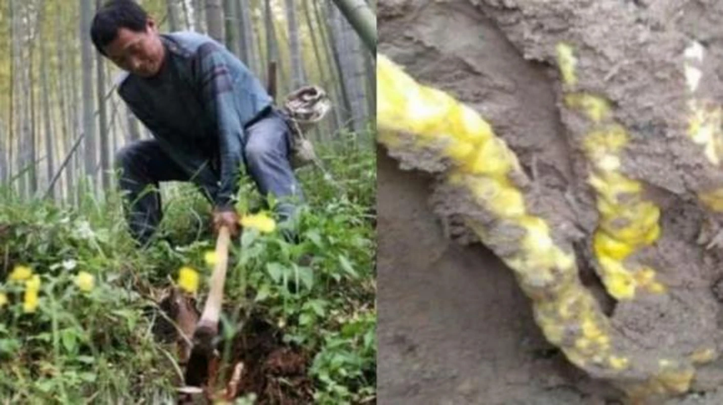 Đào đất đụng trúng “rắn vàng”, chuyên gia lập tức phong toả hiện trường