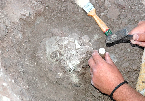 Phát hiện mẫu hoá thạch làm đảo lộn lịch sử loài người