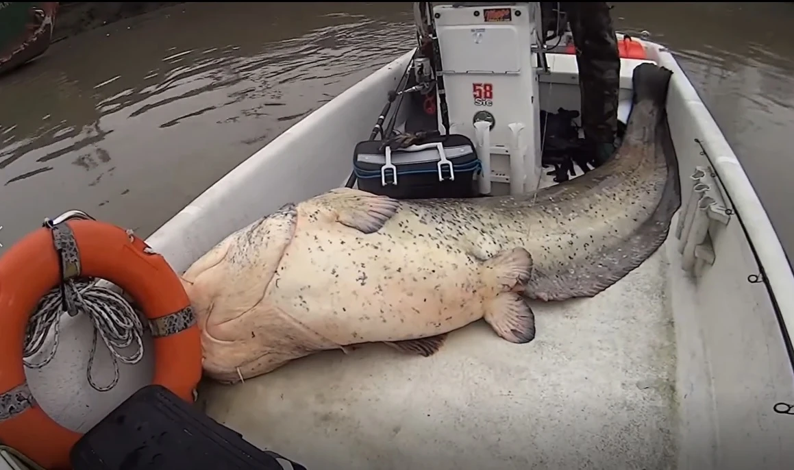 Quăng cần câu, hoảng hồn đụng trúng “thuỷ quái” khổng lồ hơn 1 tạ