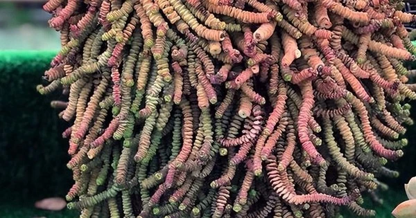 Cây cảnh chuỗi tiền, trồng một bình trong nhà, tiền vào như thác