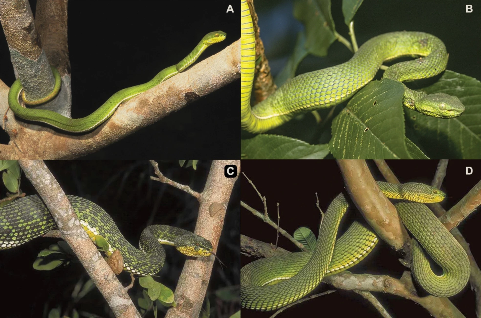 Vẻ đẹp hiếm có của loài rắn độc nhất vô nhị trên thế giới