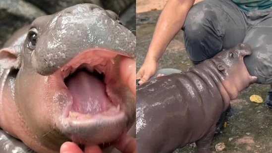 Cận cảnh hà mã lùn Moo Deng, 'ngôi sao' mới nổi ở Thái Lan