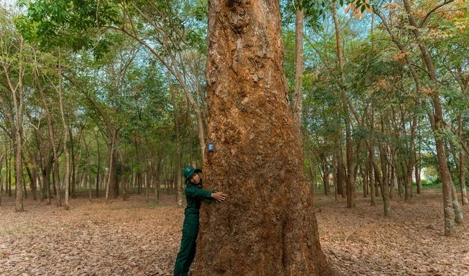 Mãn nhãn vẻ đẹp rừng cao su 100 tuổi ở Đồng Nai