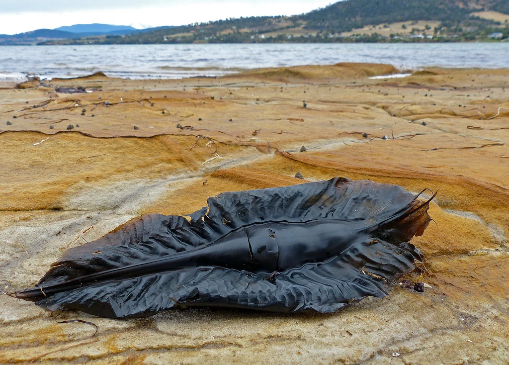 Tìm ra 'chân tướng' vật thể lạ trên bờ biển, dân tình sốc nặng