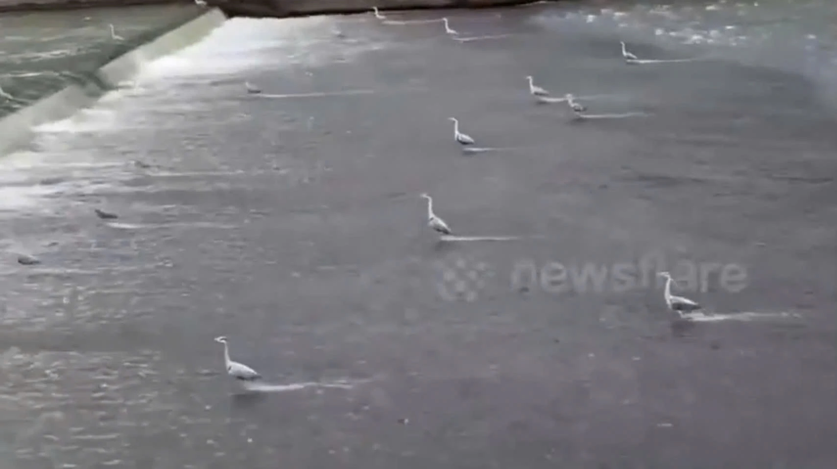 Ấn tượng khoảnh khắc đàn diệc "dàn đội hình" săn cá trên sông 