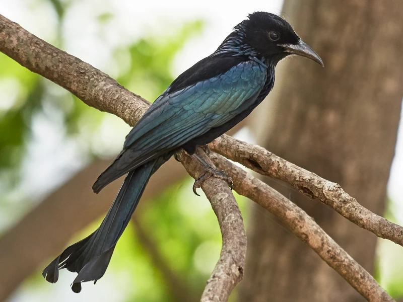 Tận mục "quái chim" chuyên nhại tiếng kêu, săn mồi cực đỉnh