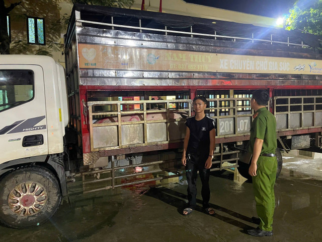 Công an phường Trung Tâm phát hiện xe chở lợn không rõ nguồn gốc. 78.jpg