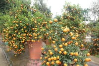 Quất cảnh sau Tết, khi nào thì được dùng pha nước chấm, ngâm đường?