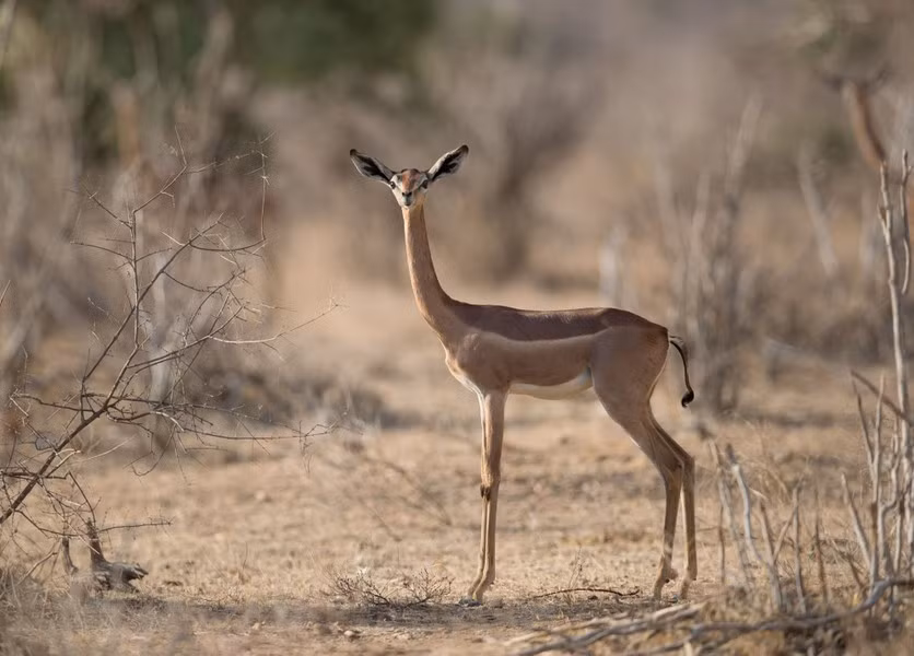Linh dương Gerenuk sống ở Somali, Ethiopia, Kenya và Tanzania. Theo tiếng Somali, “Gerenuk” có nghĩa là “hươu cao cổ”. Chúng có đặc điểm dễ nhận dạng đó là chiếc cổ dài và nhỏ hơn so với thân và đầu.