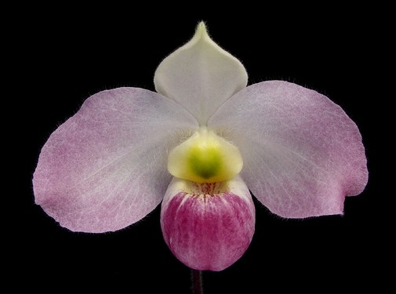 Loài lan này sinh trưởng ở môi trường hiểm trở, như các khe đá hoặc hốc ẩm trên vách núi đá vôi cao, thuộc rừng nguyên sinh.