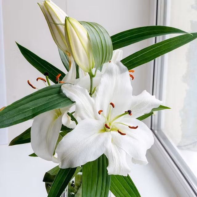  Hoa ly: Tên đẹp nhưng hàm ý chia xa. Hoa ly thường được yêu thích nhờ hình dáng kiêu sa, hương thơm ngào ngạt và độ "ăn ảnh" cao. Tuy nhiên, chính cái tên "ly" trong hoa ly lại khiến nhiều người e dè khi bày lên bàn thờ tổ tiên, nhất là vào thời điểm khởi đầu tháng mới hay dịp cúng lễ quan trọng.