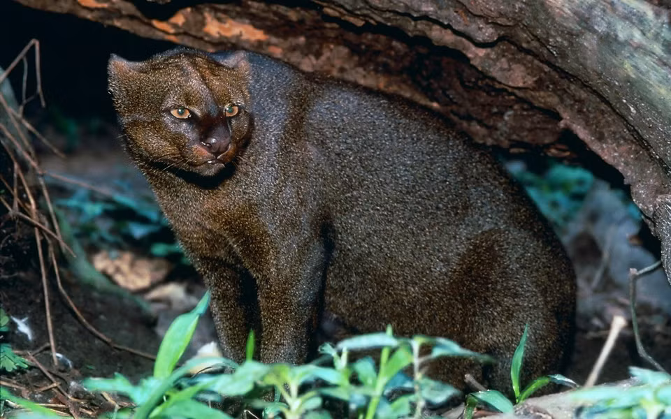 Phạm vi sinh sống của loài mèo này kéo dài từ trung tâm Argentina ở phía Nam đến biên giới Mỹ – Mexico ở phía Bắc, qua Trung và Nam Mỹ ở phía Đông dãy Andes.