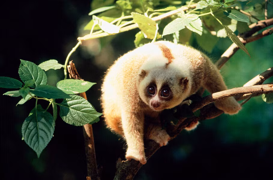 Cu li lớn (Nycticebus coucang) được ghi nhận ở các tỉnh miền núi phía Bắc, Bắc Trung Bộ và Tây Nguyên. Loài này được xếp loại Sẽ nguy cấp trong Sách Đỏ Việt Nam. Nguy cấp trong Sách Đỏ IUCN.