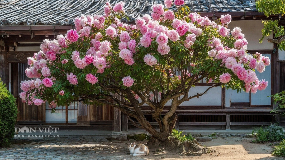 Ý nghĩa: Từ xa xưa, mẫu đơn là biểu tượng của quyền quý, địa vị và vẻ đẹp quyến rũ. Câu nói “Chết dưới hoa mẫu đơn…” càng khẳng định sức hấp dẫn mê hoặc của loài hoa này.