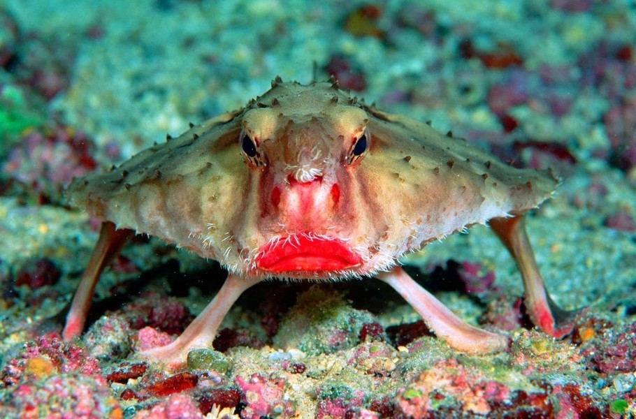 Cá dơi môi đỏ có khả năng bơi rất kém, được tìm thấy ở vùng biển gần quần đảo Galapagos, khi đang cố sử dụng vây ngực để lết đi dưới đáy đại dương.