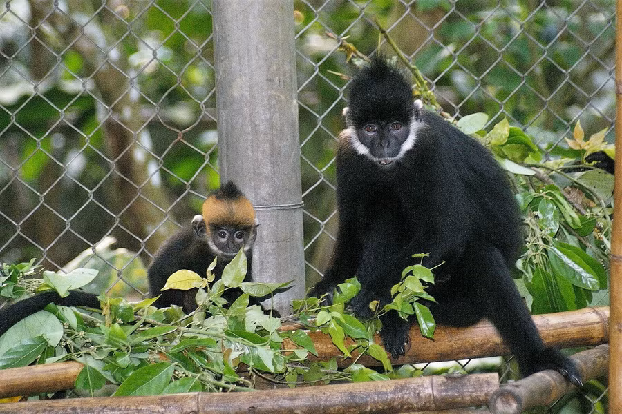 Voọc Hà Tĩnh hay voọc gáy trắng (Trachypithecus hatinhensis) được ghi nhận trên một phạm vi hẹp ở Quảng Bình và Quảng Trị, tiếp giáp Lào. Loài này được xếp loại Nguy cấp trong Sách Đỏ Việt Nam và Sách Đỏ IUCN.