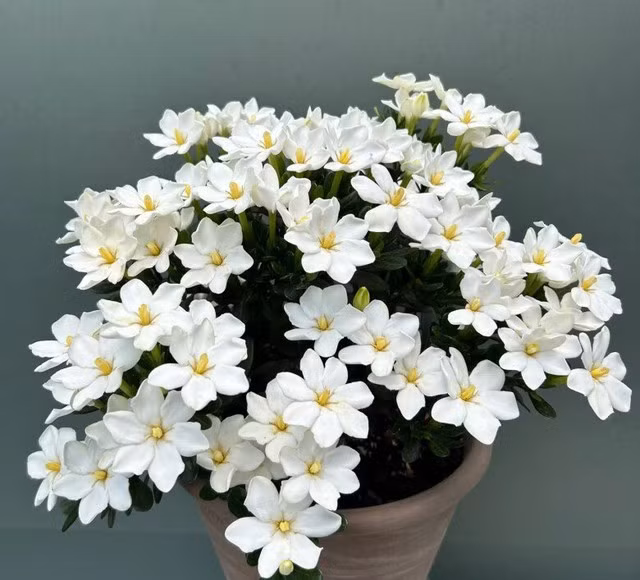 Nếu bạn đang tìm một loại hoa vừa dễ trồng, vừa rực rỡ quanh năm lại mang ý nghĩa phong thủy tốt lành thì Gardenia Kleim's Hardy - giống dành dành lùn cánh đơn chính là lựa chọn lý tưởng.