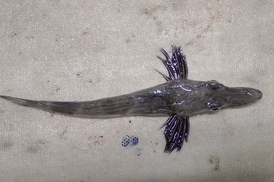 Hiện cá băng Nam Cực có nguy tuyệt chủng do loài cá này trở thành nguồn thức ăn của hải cẩu, chim cánh cụt và cá voi có răng.