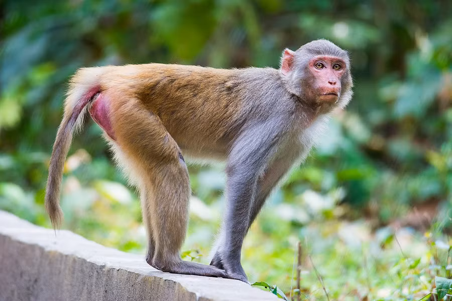Khỉ vàng (Macaca mulatta) phân bố từ khu vực biên giới phía Bắc tới các tỉnh Tây Nguyên. Loài này được xếp loại Ít nguy cấp trong Sách Đỏ Việt Nam. Ít quan tâm trong Sách Đỏ IUCN.